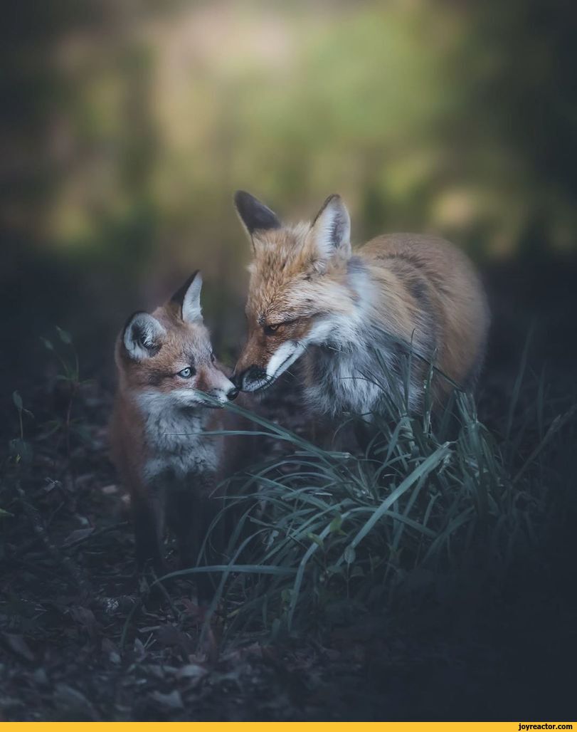 ,fox,fandoms,animals,photo