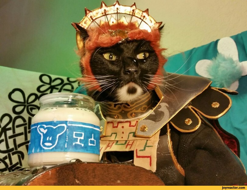 ,ganon,the legend of zelda,fandoms,legend of zelda,games,cat cosplay,cosplay,cats,animals