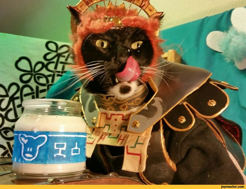 ,ganon,the legend of zelda,fandoms,legend of zelda,games,cat cosplay,cosplay,cats,animals